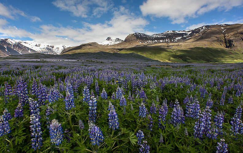 Field of wildflowers in Iceland