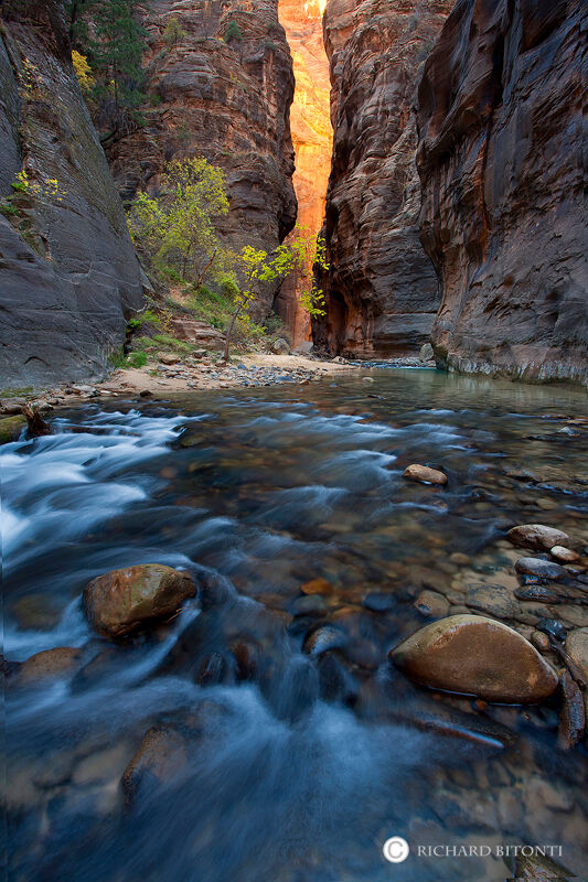 An orange glow reflects off the steep canyon walls in the Wall Street area of the Zion Narrows.The North Fork of the Virgin River...