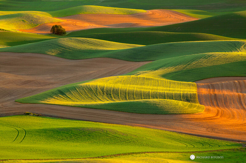 Warm afternoon light bathes the rolling wheat fields in the Palouse Region in southeast Washington.