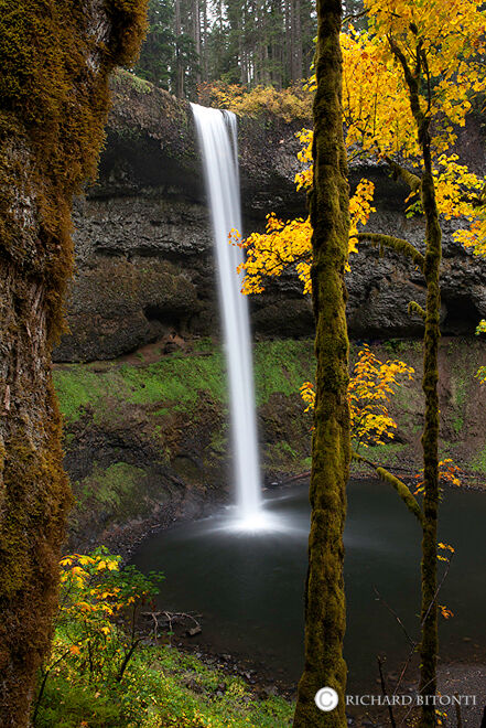 The South Falls in Silver Falls State Park is the largest and most impressive of all ten falls in the park.&nbsp;Situated within...