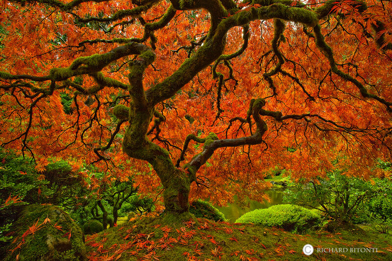 An image of the iconic Japanese maple tree on display in the Portland Japanese Garden. The garden is a haven of tranquil beauty...