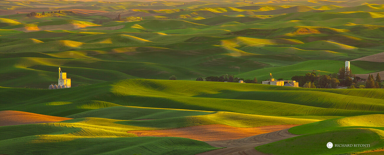 Warm light is cast upon the wheat fields of Whitman County, near Colfax, Washington.